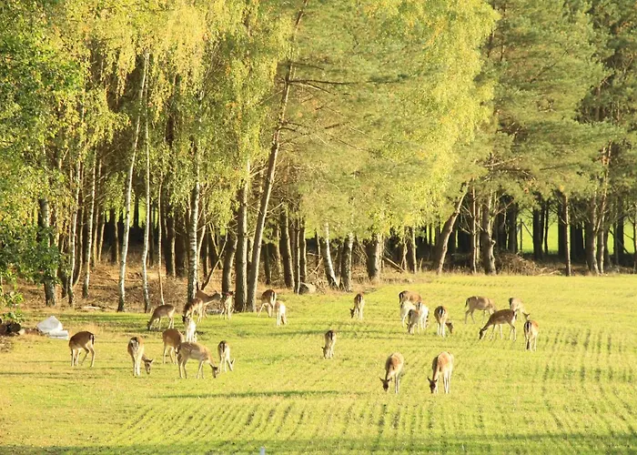 Danielowka W Lesie Daire *